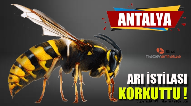 Vatandaşları korkutan arı istilası