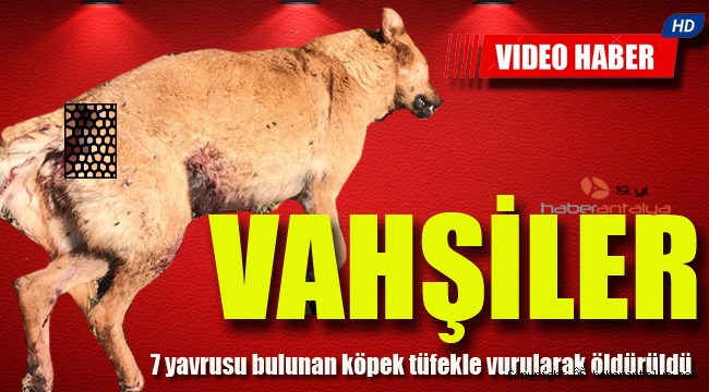 Antalya'da 7 yavrusu bulunan köpek tüfekle vurularak öldürüldü