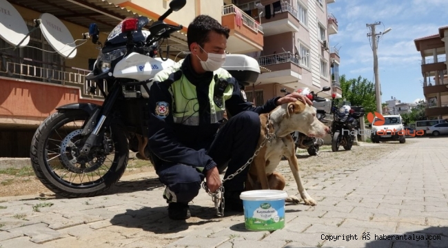 Polis ekipleri, sokakta yaşayan sahipsiz hayvanlar için seferber oldu