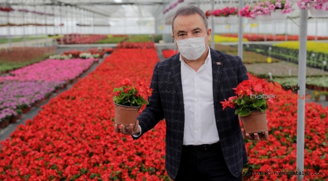 Başkan Böcek çiçek üreticisinin yanında