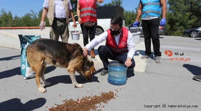 Başkan Tütüncü, sokak hayvanlarını unutmadı
