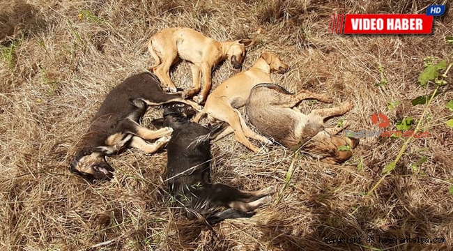 Bu sefer de köpek katliamı !
