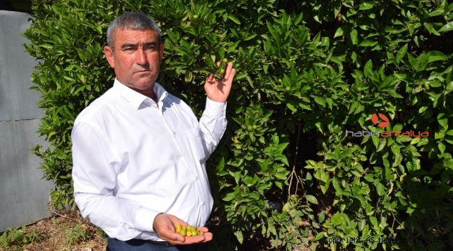 Çöl sıcağı mağduru çiftçilere destek gündemde