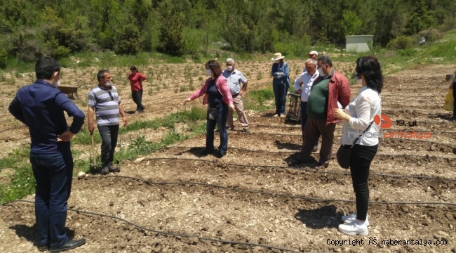 İbradı kekik ile kalkınacak