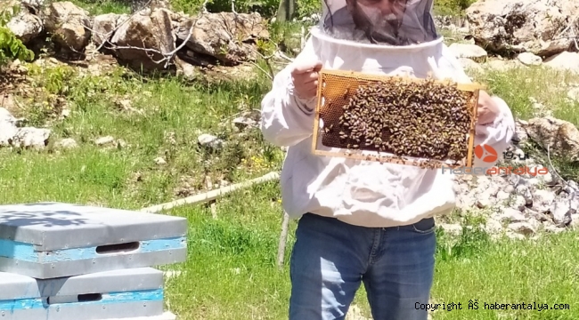Sıcaklıklar arttı, arılar yaylaya taşındı