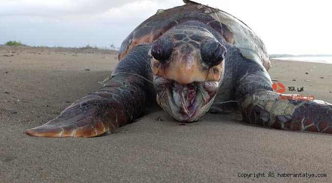 6 ayda 14 caretta caretta ölü bulundu