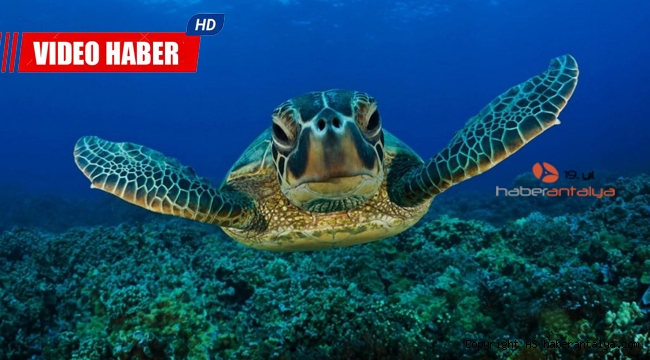 Caretta carettaların yumurtlama dönemi sürüyor