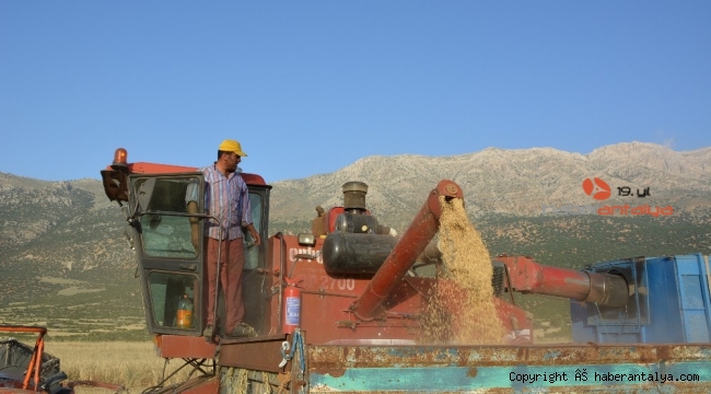 Antalya'da arpa hasatı başladı