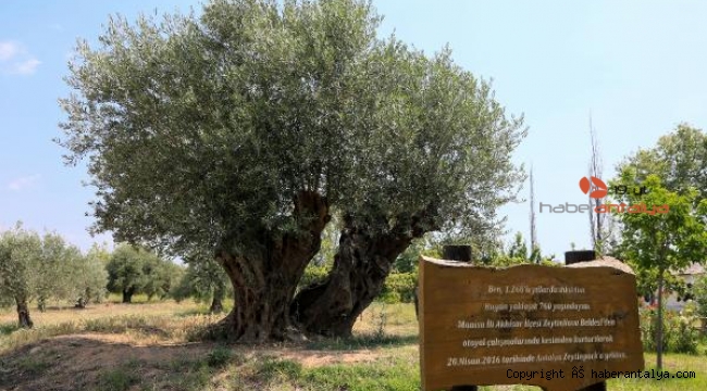 Asırlık zeytin ağaçlarının meyvesi, açık artırmayla satılacak
