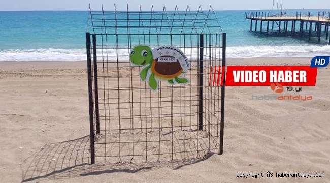 Belek'te caretta caretta yuvası, 900'e ulaştı
