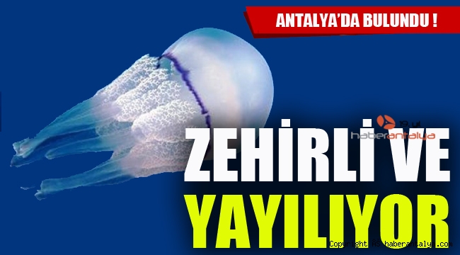 Bilim dünyasına bomba gibi düştü. Antalya'da yeni bir denizanası türü bulundu