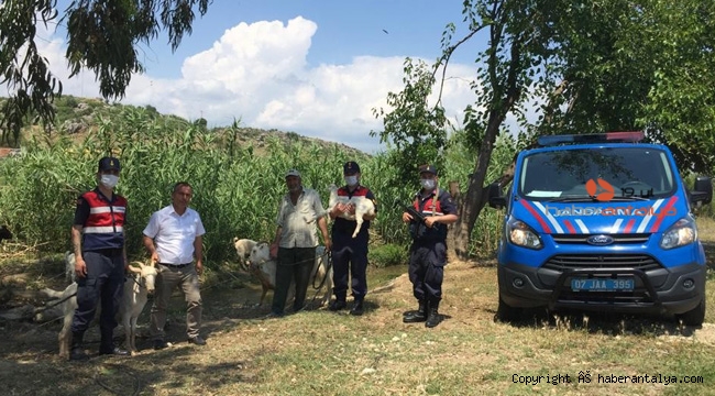 Çaldıkları keçileri satıp uyuşturucu aldılar