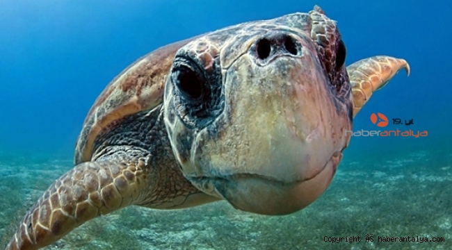 Caretta caretta alanları protokolle koruma altına alındı