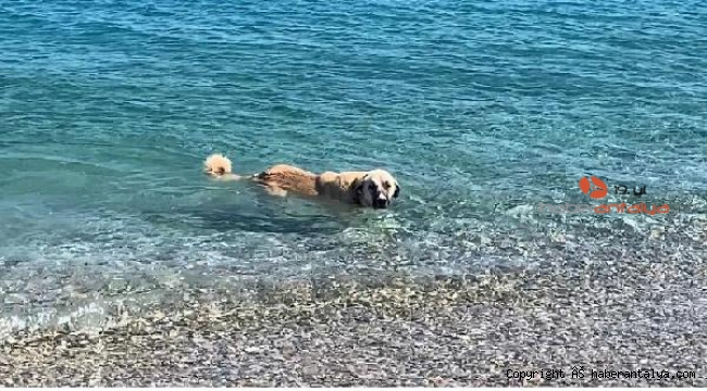Dalgıç köpek, turistlere eşlik ediyor