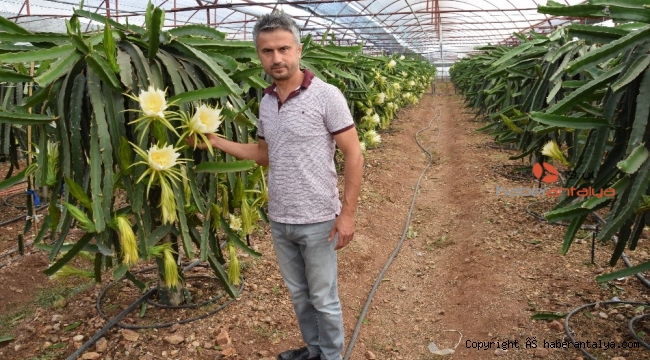 Dönümde 10 bin adet meyve alıyor. Tanesini kaç paraya satıyor ?