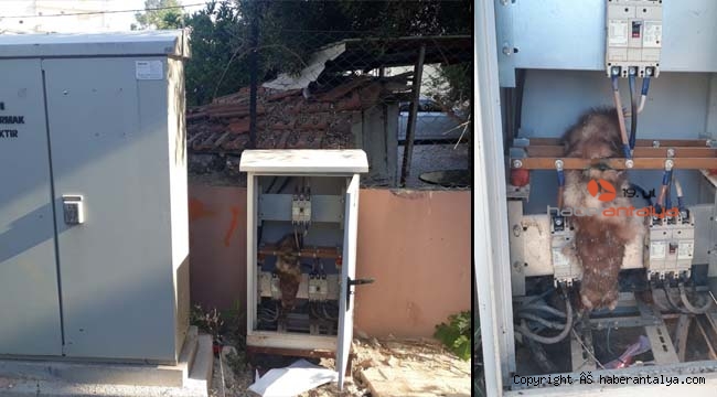 Elektrik panosuna giren sansar akıma kapılıp telef oldu