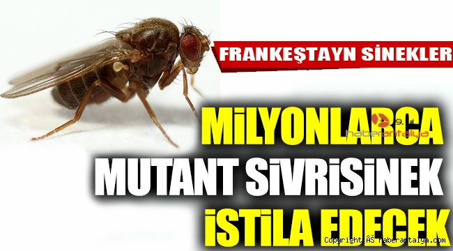 Frankeştayn sinekler laboratuvarda üretildi! 
