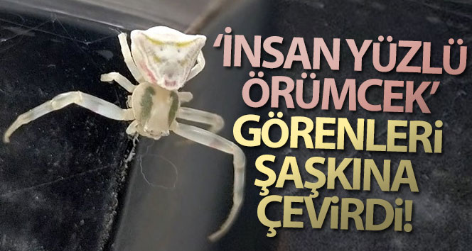 Görenlerin gözlerine inanamadığı ‘insan yüzlü örümcek’ hayrete düşürüyor