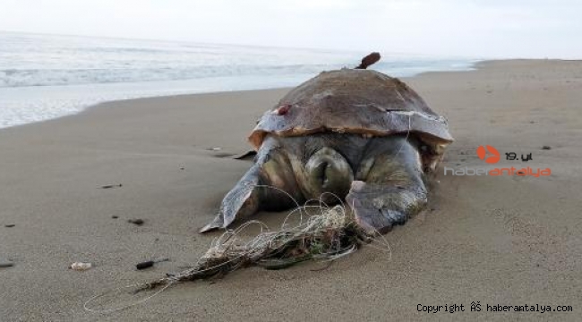 Hayalet ağlar caretta carettaları öldürüyor