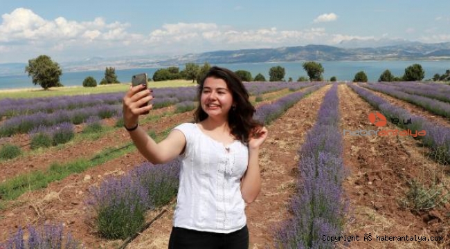 Hollanda'ya lavanta ihracatı