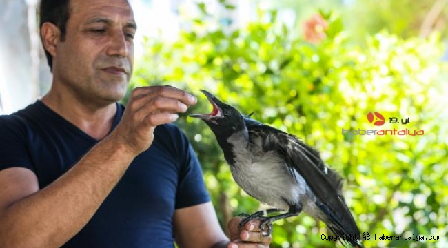 Kayıp kargasının boşluğunu, yavru kargayla doldurdu