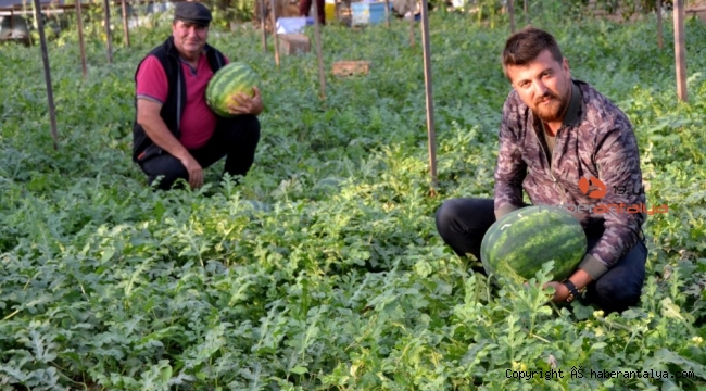 Kekik kokulu karpuza ilgi büyük