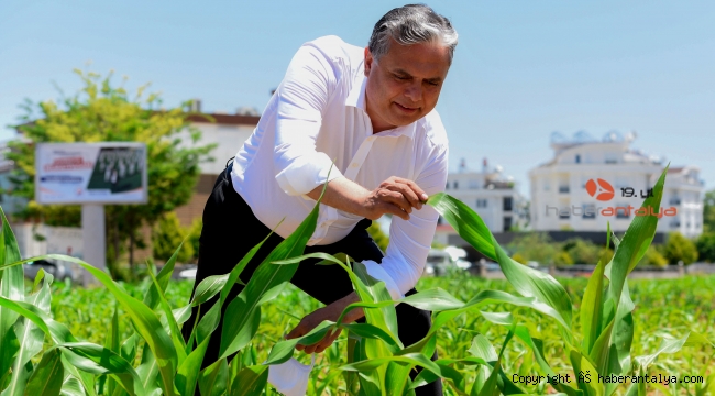 Muratpaşa'da mısırlar büyüyor