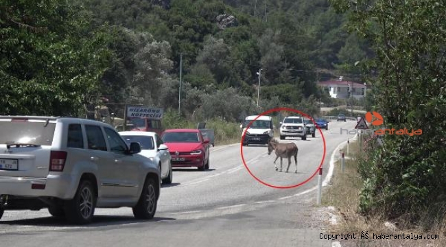 Trafikte 'eşek' var