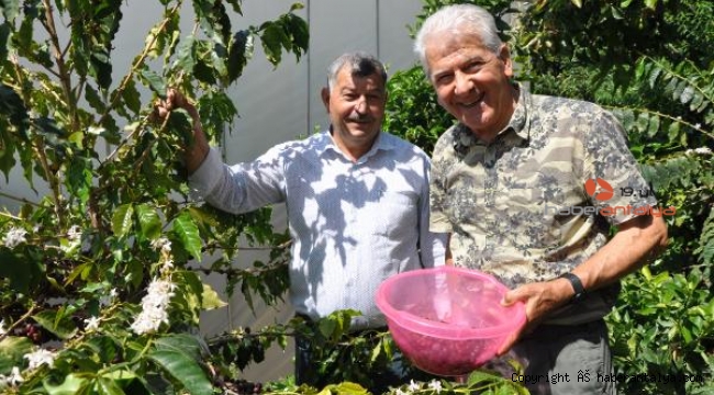 Tropikal bahçede kahve meyvesi yetiştirdi