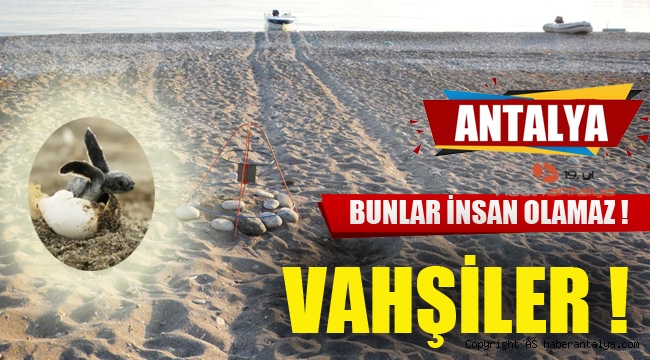 VAHŞİLER ! Sahildeki caretta-caretta yuvalarının üzerinden traktörle geçtiler