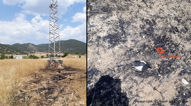 Yanan kargalar, tarlayı tutuşturdu !