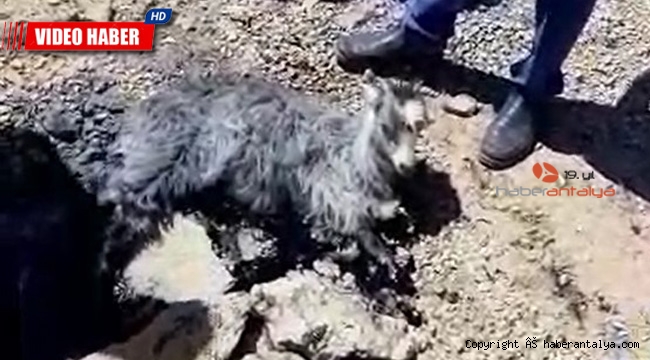Yavru keçi eriyen asfalta yapıştı ! 