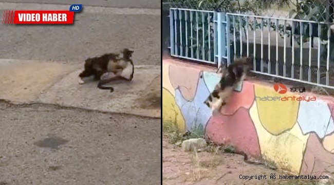 Yılanı ağzına alıp götüren kedi pes dedirtti