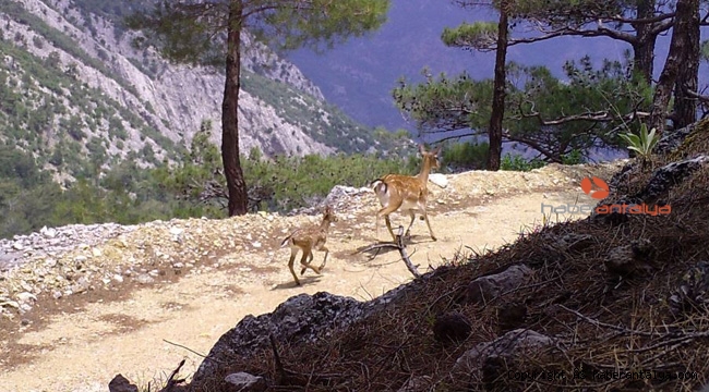 Yılın ilk yavru Alageyiği foto kapana takıldı