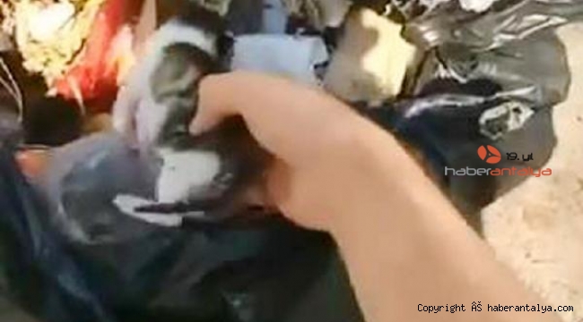 2 günlük yavru kediyi poşete koyup çöpe atmışlar