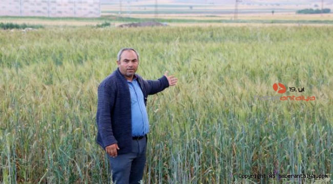 7 bin yıllık buğday tohumunu çoğaltmaya çalışıyor