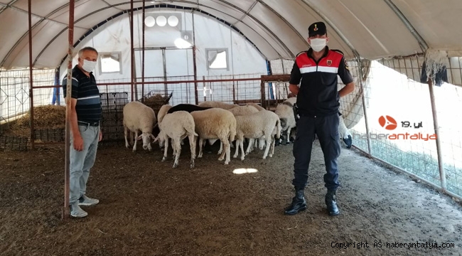 Antalya'dan çaldıkları hayvanları, Afyonkarahisar'da satmaya çalıştılar
