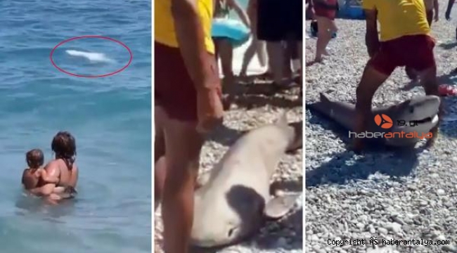 Antalya'da köpekbalığı ölüsü kıyıya vurdu