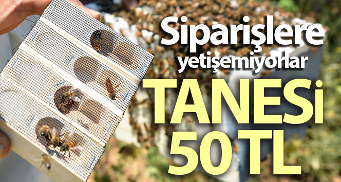 Bitlis’te üretilen ana arılar tüm Türkiye’ye satılıyor