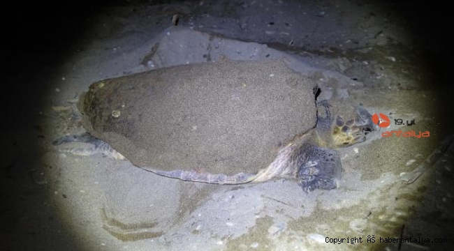 Caretta caretta 21 yıl sonra aynı sahile yumurta bıraktı