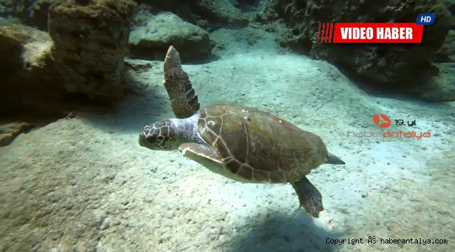 Caretta carettalar için kamu spotu