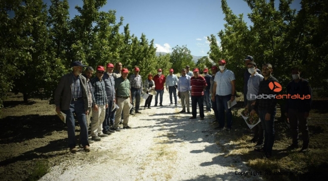 Elmalı'ya 212 dekar organik elma bahçesi