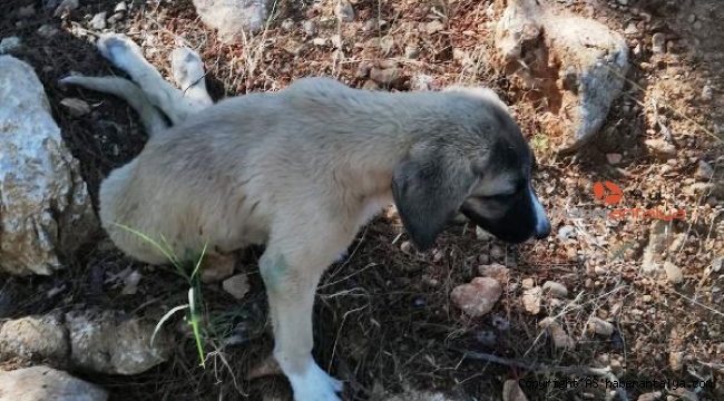 Felçli köpeği çöpe attılar !