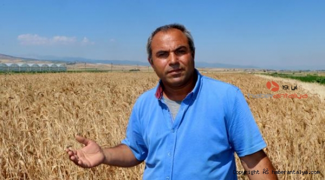 Hasadını yaptığı 7 bin yıllık buğday tohumunu, 61 ile dağıtarak çoğaltmak istiyor