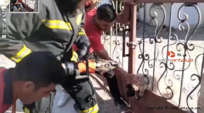 Korkuluklara sıkışan yavru köpeği itfaiye kurtardı