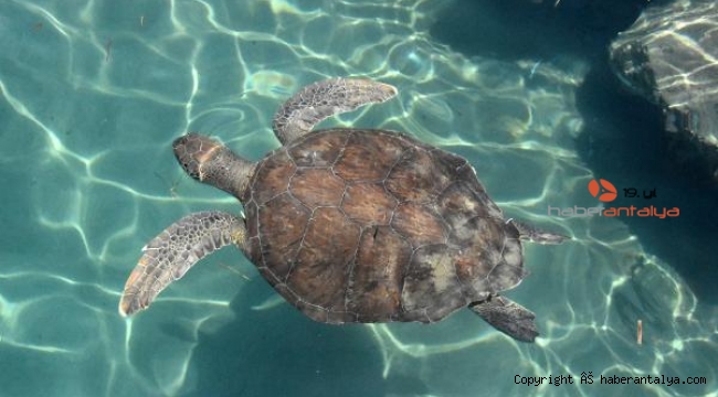 Koronavirüs caretta carettalara yaradı