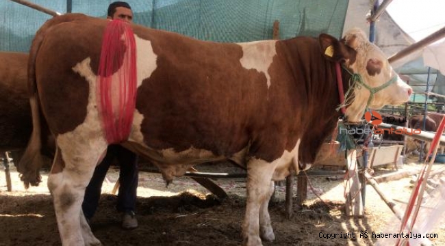 Kurban pazarında satışa çıkarılan ay yıldızlı boğa 'Zorbey' ilgi odağı oldu