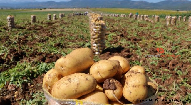 Patates üreticisi dertli !