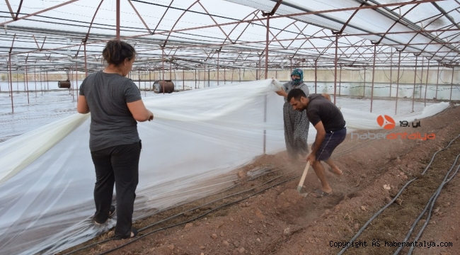 Seralarda solarizasyon dönemi başladı