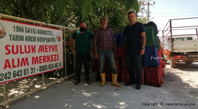 Tarım Kredi, Korkuteli'nde ilk kez vişne alımı yaptı